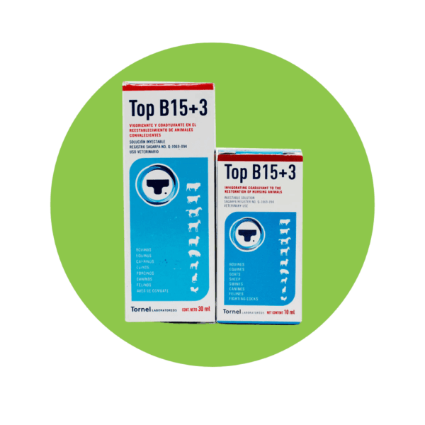 Top B15+3